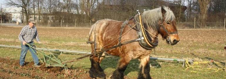 Ackerpferd Max bei der Arbeit